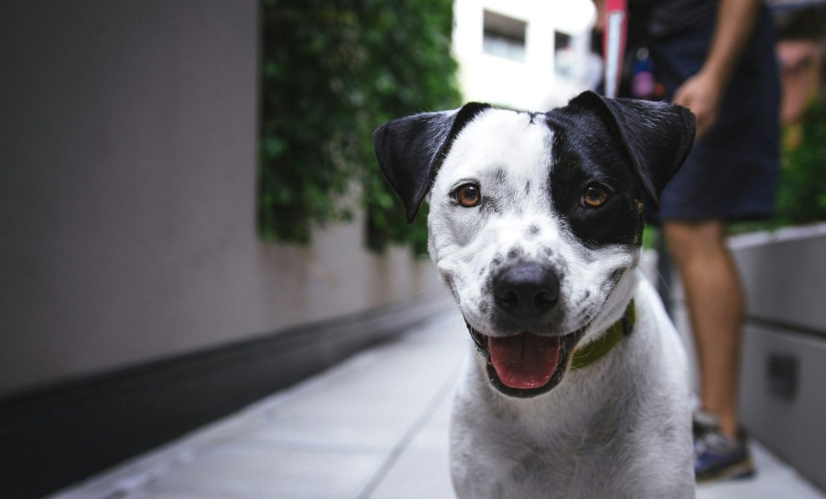 Where Can I Leave My Dog When I Go on Vacation: A Quick Guide